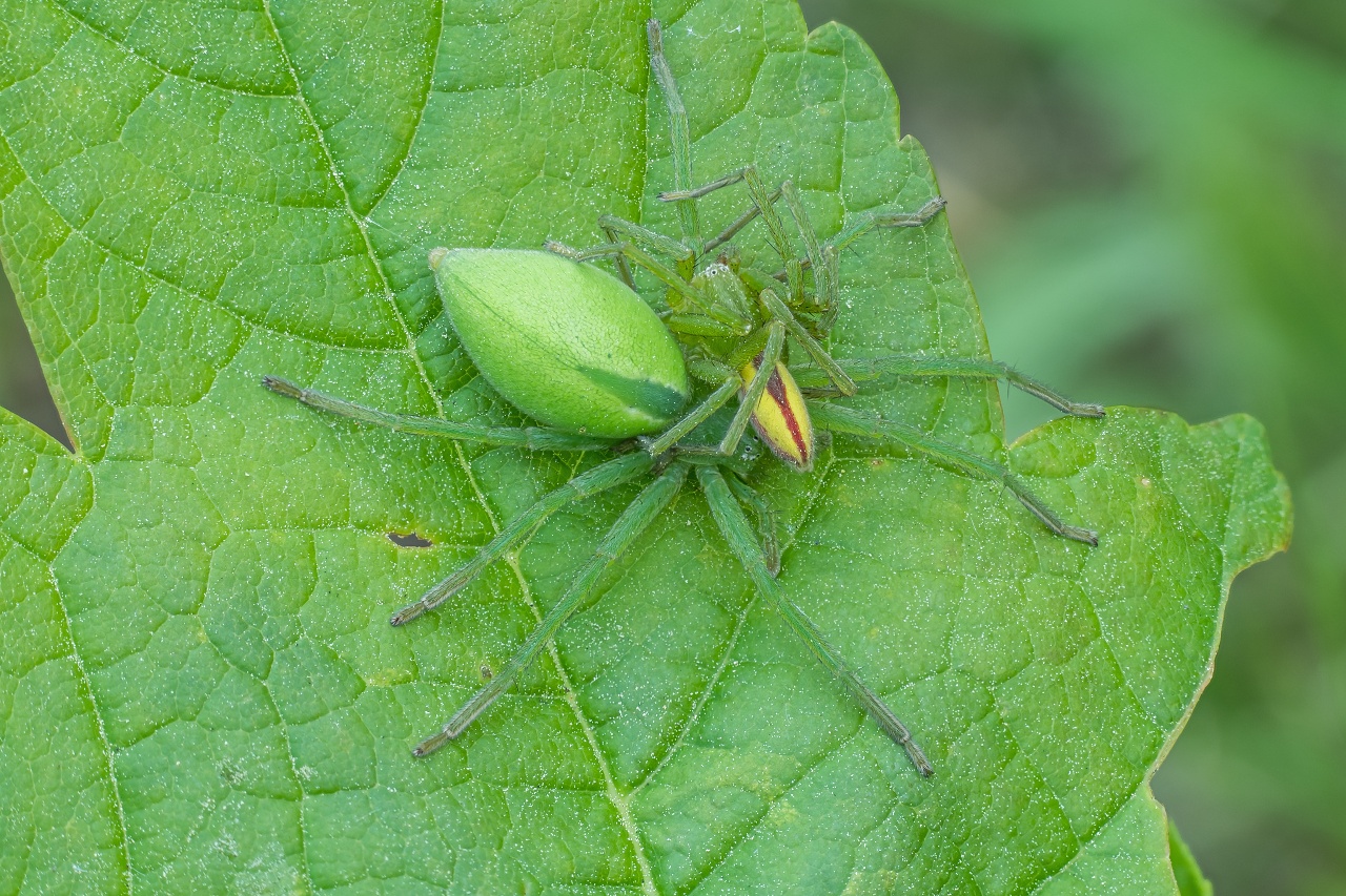 Spachacz zielonawy (Micrommata virescens) (1)